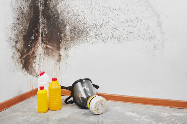 Best Black Mold Remediation in Smyrna, GA