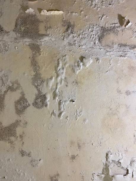 Best Residential Mold Remediation in Smyrna, GA