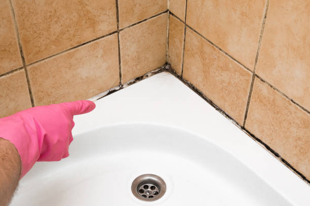 Best Basement Mold Remediation in Smyrna, GA