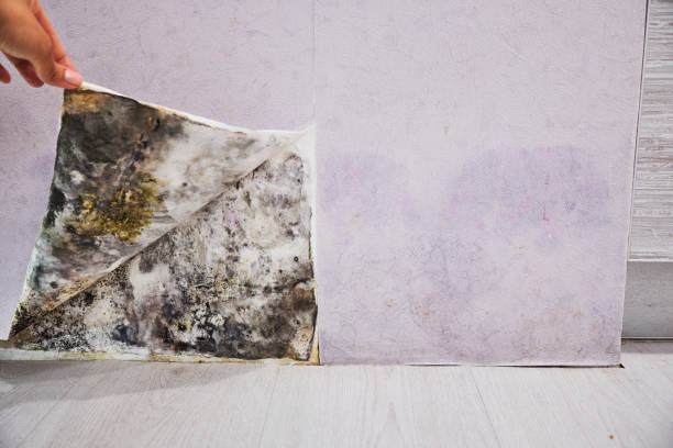 Best Basement Mold Remediation in Smyrna, GA